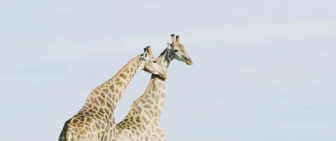 Two giraffes standing side by side in the African savanna Video stock 105497971