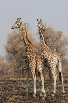 Two giraffes standing with their backs turned with their heads in the scorche Stock Photos