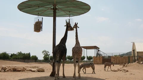 Two giraffes standing under a sunshade with a feeding hay trough under it Stock-Footage 117428349