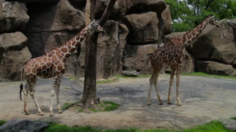 Two Giraffes Standing in a Zoo Stock Footage 61350237