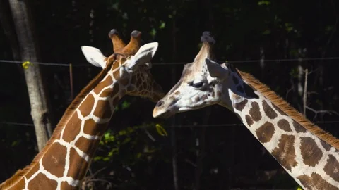 Two giraffes standing in the zoo Stock Footage 103791053