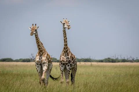 Two Giraffes starring at the camera in the Chobe National Park, Botswana. Stock Photos