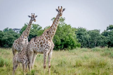 Two Giraffes starring at the camera. Stock Photos
