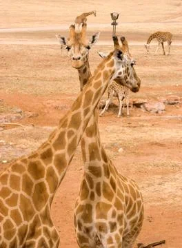 Two giraffes together Stock Photos