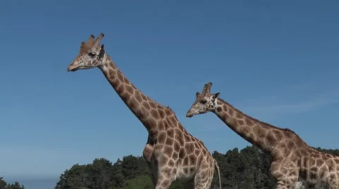 Two Giraffes walking outdoor side by side on sunny day Видео 62019718