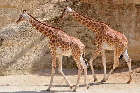 Two giraffes walking Stock Photos