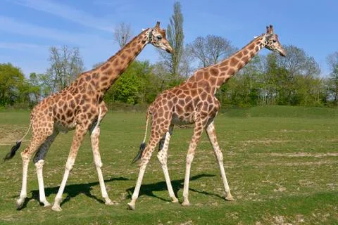 Two giraffes walking Stock Photos