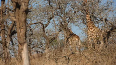 Two Giraffes walking through the bush Stock Footage 53206382