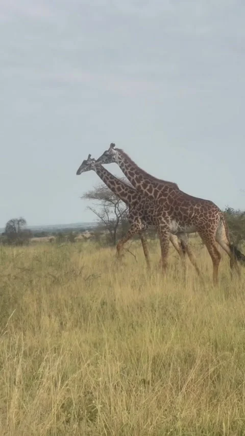 Two giraffes walking through the tall grass in the african savanna Video stock 336033433