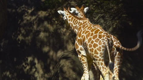 Two giraffes walking in the zoo Stock Footage 103790475
