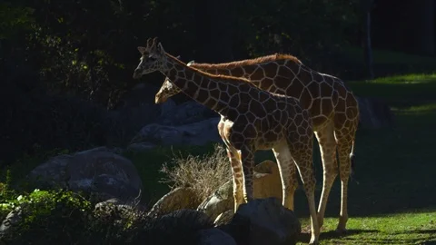 Two giraffes walking in the zoo Stock Footage 103792709