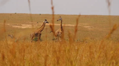 Two giraffes watching each other Video stock 65992390