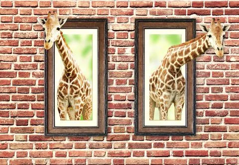 Two giraffes in wooden frames with 3d effect Stock-Fotos