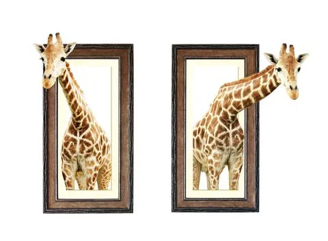 Two giraffes in wooden frames with 3d effect Stock-Fotos
