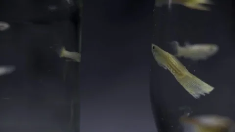 Two Glasses with Fish. Stock-Footage 72325590