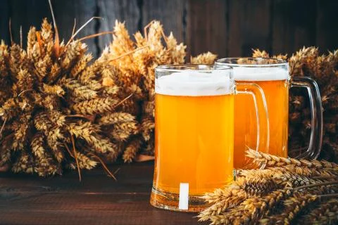 Two glasses of light beer with spikelets of barley on the wooden background.  Stock Photos