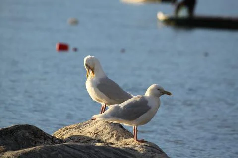 Two Glaucous gulls, Larus hyperboreus, on shore along Arctic ocean Foto stock