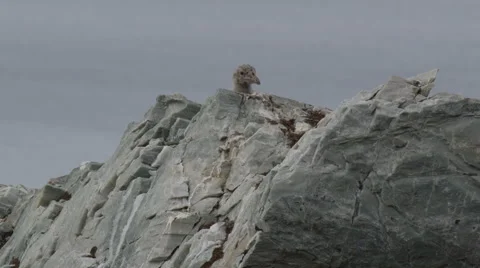 Two Glaucus Gull chicks peaking over edge of boulder Stock Footage 62011436
