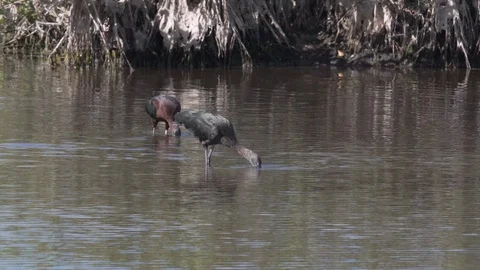 Two glossy ibis birds foraging in the wetlands in Merritt Island Florida Stock Footage 127939091