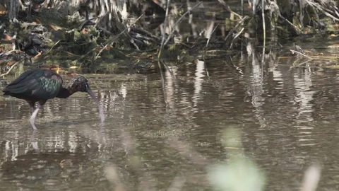 Two glossy ibis birds foraging in the mangroves in Merritt Island Florida Stock Footage 127940133