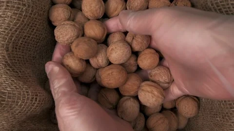 Two gloved hands gather a handful of walnuts from a canvas bag Stock Footage 150583234