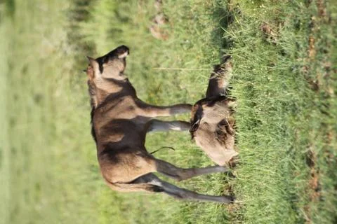 Two gnu calves in the savanna Stock Photos