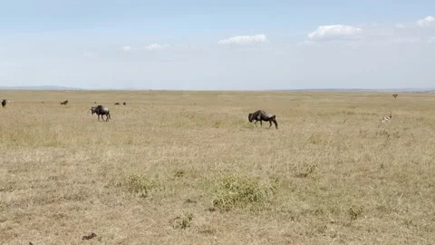 Two Gnu in a field, African Antelope wildlife footage Stock Footage 237551407