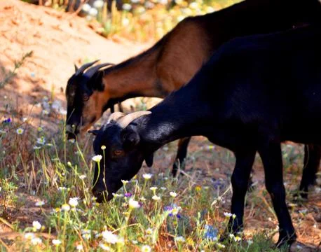 Two goat in forest Stock Photos