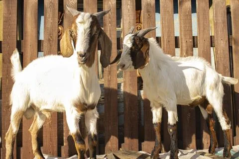 Two goats against the backdrop of a rustic fence on a sunny day Stock Photos