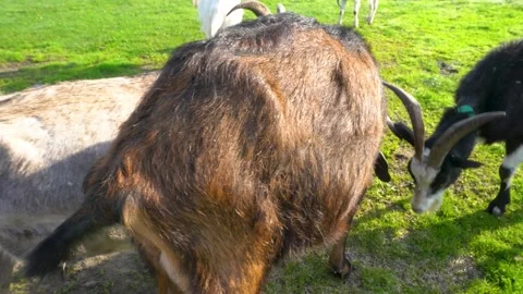 Two goats are fighting over a patch of grass. One goat is brown and black, .. Vídeos de archivo 294175990