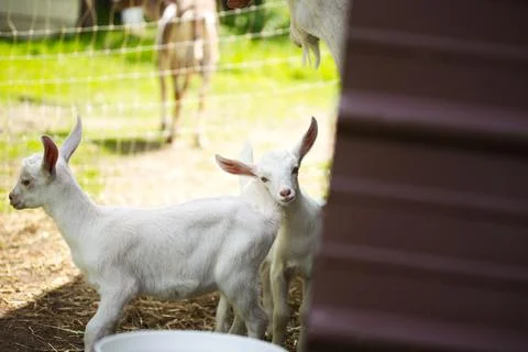 Two goats are standing by a wire fence with a bucket Fotos de archivo