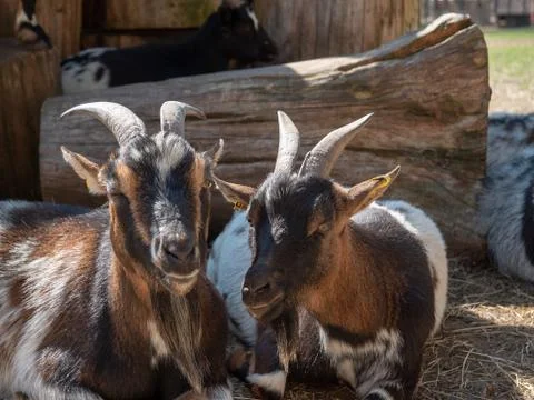 Two goats are sunbathing Stock Photos