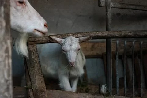 Two goats in a barn behind wooden fence Stock Photos
