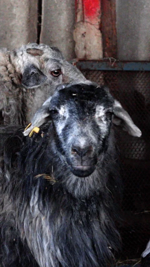 Two goats in a barn setting, one leaning closer to the other, showcasing their Stock Footage 338398075