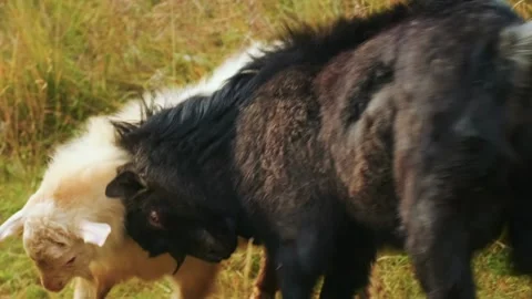 Two goats clash horns in a tense rural pasture, symbolizing human conflict Stock Footage 333619248