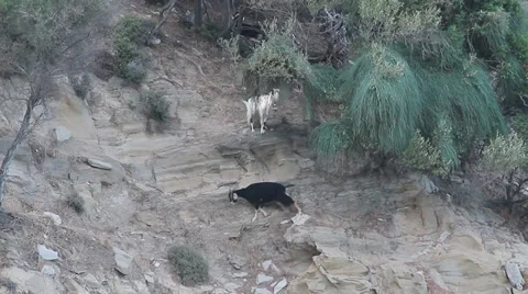 Two goats on cliff, Capra aegagrus hircus Video stock 30663699