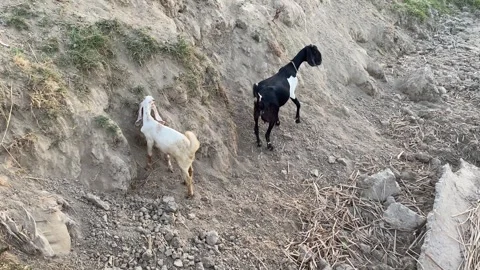Two goats climbing steep dirt embankment in rural countryside Video stock 336235237
