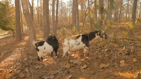 Two goats eating brush Stock Footage