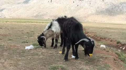 Two goats eating cast-off Stock Footage 10786378