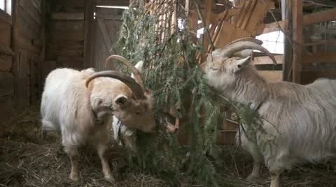 Two goats eating Stock Footage 22103244
