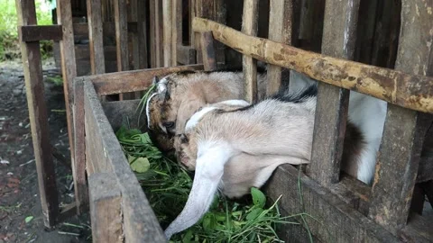 Two goats eating grass in the cage. 動画素材 232765975