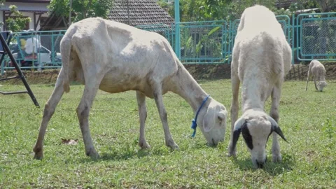Two goats eating grass in the open yard during the day at the farm Stock Footage 241654345