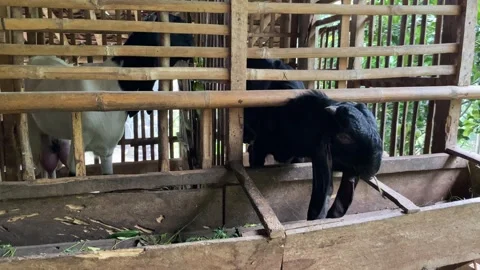 Two goats eating leaves inside wood cage Video stock 307107400