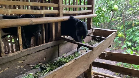 Two goats eating leaves inside wood cage Stock Footage 307107440