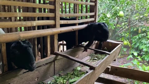 Two goats eating leaves inside wood cage Stock Footage 307107473