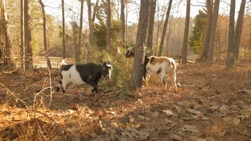 Two goats eating pine branches Stock Footage 85800578