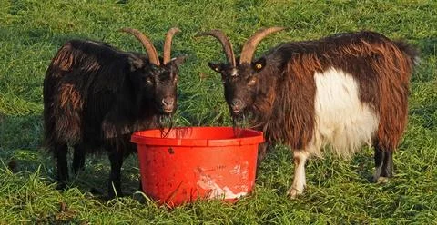 Two goats eating in sync Stock Photos