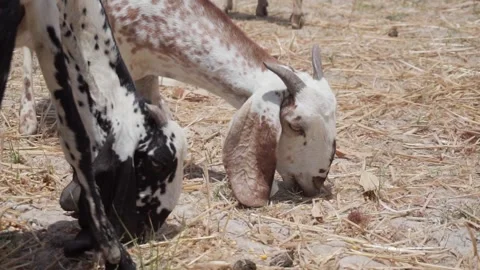 Two goats eating wheat bran in field Stock Footage 277362928