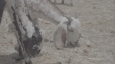 Two goats eating wheat bran in field | Raw clip Stock Footage 277362979