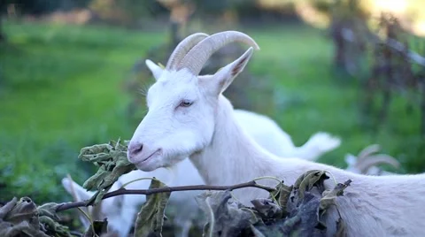 Two goats eating withered leaves in the wild. Stock Footage